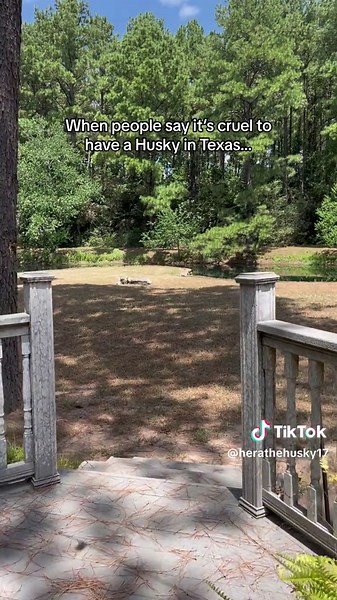 Sunbathing Husky Gets Dramatic Bathing Moment in Texas Compilation