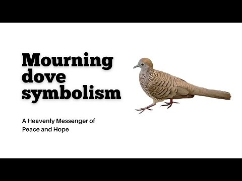 Mourning dove symbolism: A Heavenly Messenger of Peace and Hope