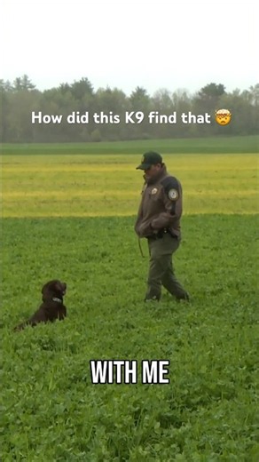 Proof that K9s are super heroes 🦸‍♀️ 🦮
