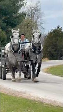 Don't Miss Out: Stunning Percheron Draft Horses Available!