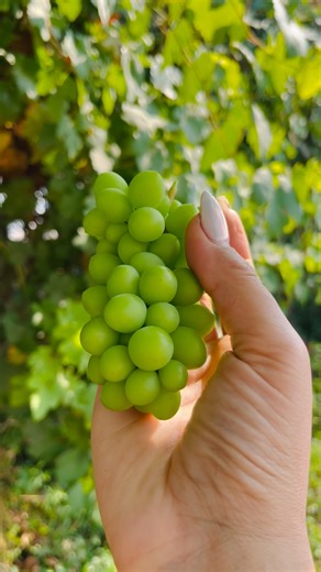 Relaxing Garden Harvest | Picking a Cluster of Green Grapes #youtubeshorts #organicfarming