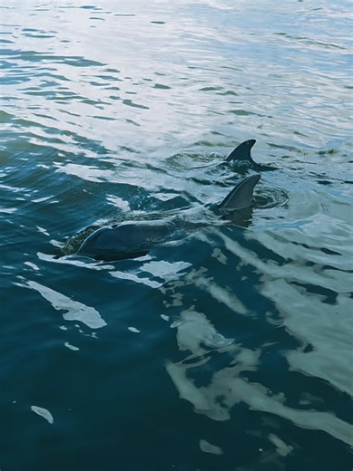 Jack has started to become a regular around us now. for those who dont know, Jack is Jelly,s newest boyfriend. He is such a sweetheart. Typically when we are introduced to newer dolphins that come into the area, they dont trust us right away and keep their distance, but Jack was special because when he came in a couple weeks ago, and instantly came straight over to me and has been very inquisitive and playful. His relationship with Jelly has been so precious. Out of all the males, he has been th