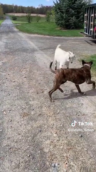 Kutullo (@kutullo_simon) - ke tlo go pokorola😂😂😂