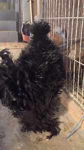 Who else loves raising tiny dinosaurs? 🦖 #chickens #raisingchickens #ilovechickens #tinydinosaur #silkies | My Favorite Chicken