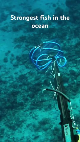 Hunting dogtooth tuna #fishing #spearfishing