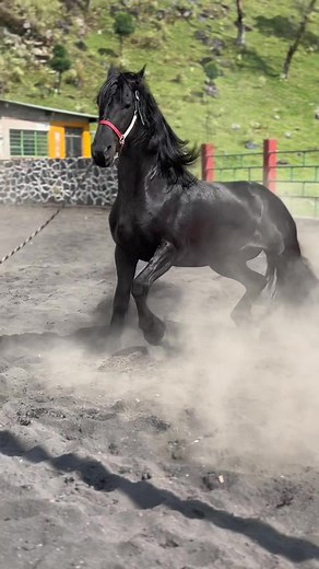 ¡COCAZO! 😂 - Caballos Friesian Bailadores