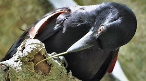 A recent study suggests crows are making twigs into useful tools. | National Geographic Animals