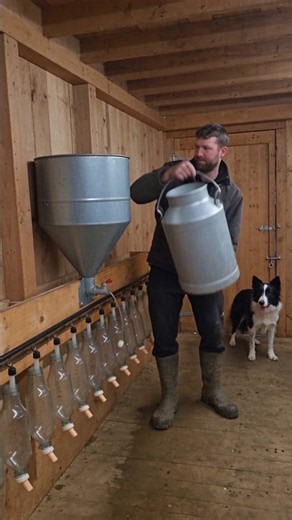 Rex Opens the Gate and Brings the Baby Goats for Milk 🐕🐐🥛