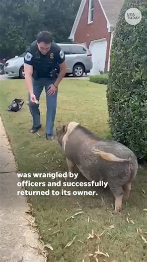 99K views · 1.1K reactions | This little piggie did not go to the market. Cobb Count Police helped wrangle a massive pig and brought it back home. | USA TODAY | Facebook