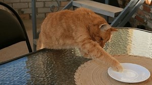 Le chat gingembre affamé vole le : vidéo de stock (100 % libre de droit) 3840384401 | Shutterstock