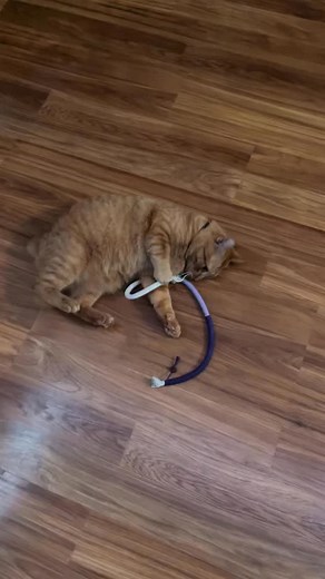 Bob’s new favorite toy 🥹🥰💛 #orangecatbehavior #cattoy #catenrichment #orangecats | MamaRuppert
