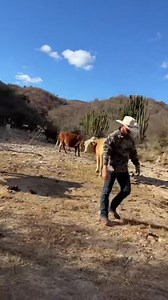 390K views · 10K reactions | Acompáñenos en esta aventura hacia un rancho ganadero en nuestra región. Por acá, así se impulsa el ganado, y la ganadería es una empresa común, que en todo Sonora, lo hay, así como en todo el país de México y varias partes del mundo. Así es en Baviácora. | Alejandro Corrales Félix | Facebook