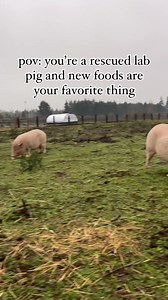 99K views · 4.3K reactions | The sweet Gottingen girls rescued from...