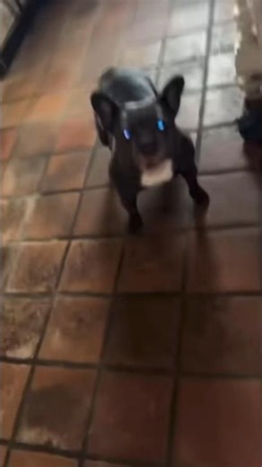 Angry Dog Moments You Can’t Miss