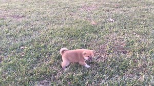 Shiba Inu puppy for sale