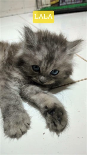 Tiny Black Kitten #BlackKitten #CuteCats #KittenShorts