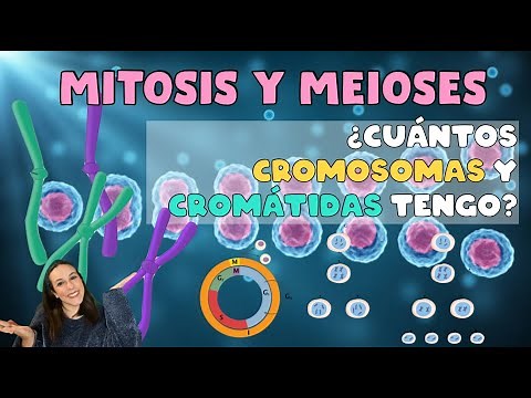 ¿Cuántos CROMOSOMAS y CROMÁTIDAS tengo al final de la MITOSIS y la MEIOSIS?