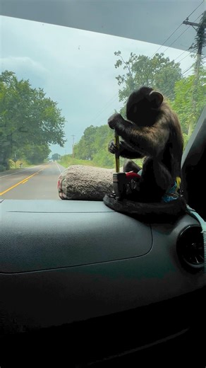 Monkey Bear is ready to get his camper measured up and “Bear” proofed🤣 #reels #spidermonkey #funny #instagram #share #reelsfb #capuchin #animals | Our Life Adventures