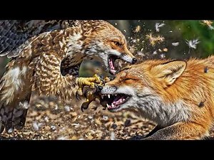 Fox vs Hawk: The Fierce Meadow Duel | Real-Life Predator Battle