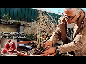 Pomegranate Bonsai Project - Punica granatum nana Gracilissima
