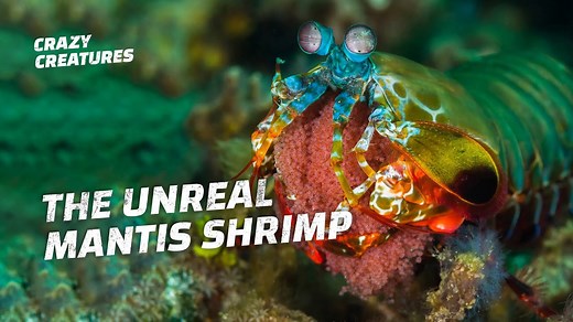 Mantis Shrimp: Nature’s Most Powerful Punch