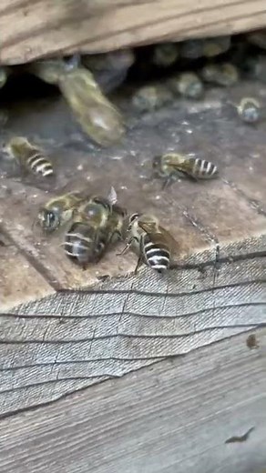 Honey bees are fighting! Why?