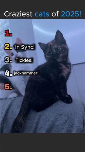 Craziest cats of 2025! #catshorts #cat #catvideos #cute #ranking #kitten