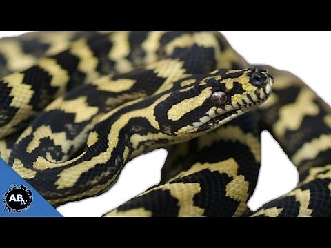 Carpet Python Capture! Wild Australia - Pt. 2 : SnakeBytesTV - Ep. 392 : AnimalBytesTV