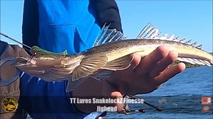 11 reactions | Flathead are a favourite target species for many anglers and in this video Wayne Groomes and the boys are targeting this species in the creeks on soft plastics. Bring it on! #flathead #fishing #ttlures #headlockz #snakelockz #fishtt #tackletactics #letsgofishing | TT Fishing | Facebook