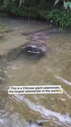Wildlife Rescuers on Instagram: "The Chinese giant salamander is the world’s largest amphibian, growing up to six feet long. Native to China’s rivers and streams, it has a unique, wrinkled appearance and feeds on fish and insects. These salamanders are nocturnal and rely on their sense of touch and smell, as they have poor eyesight. Sadly, they are critically endangered due to habitat loss and overexploitation, making conservation efforts crucial for their survival. Credit goes to tiagotpf on Ti