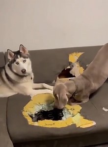 71K views · 1.3K reactions | Look Mum, we found your cat!   Twitter: @Yoda4ever | Greatest Hits Radio South Coast | Facebook