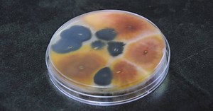 Wheat School: Fusarium and the Importance of Seed Tests