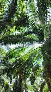 Tree Branches and Sun Rays