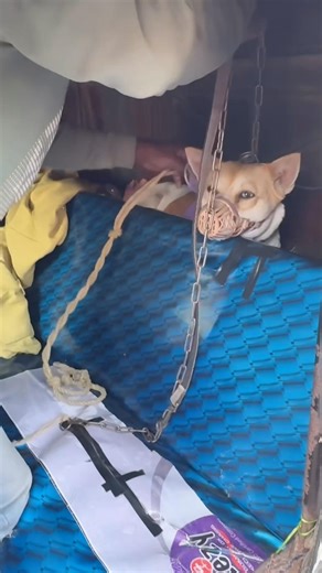 Rescue dog nueter ✨ #youtubeshorts #dog #neuter