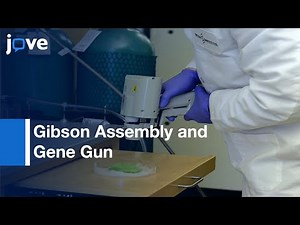 Gibson Assembly and Gene Gun for Gene Expression | Protocol Preview