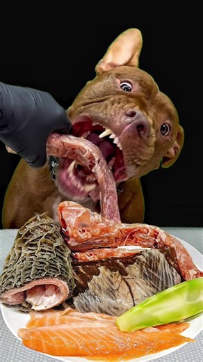ピットブルの食欲の秘密