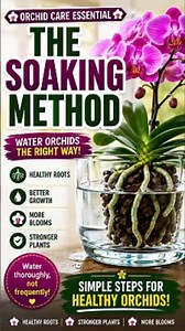 STOP Watering Your Orchids Wrong! 🛑 #orchidcare #orchid #orchidlovers