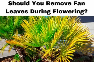 Should You Remove Fan Leaves During Flowering? - Gardeners By Trade
