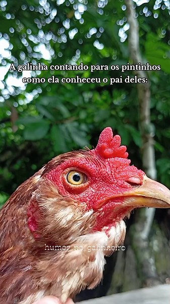 Galinha conta história de amor aos pintinhos