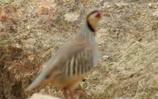 SNOW LEOPARD PK on Instagram: "Chokor national bird of Pakistan Video by leopard lens expedition team member #birdsofpakistan #birds #wildlifepakistan #wildlifephotography #wildlife_africa"