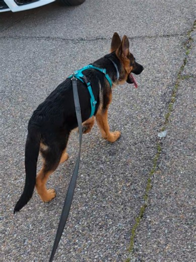 Recuento de pises en la calle: 0 😅 #perros #pastoraleman #cachorro #gsd #vidaperruna