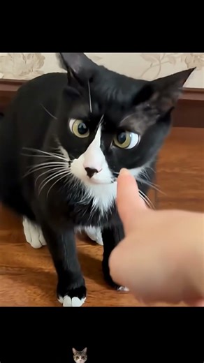 ANGRY Cats Compilation. #cat #funny #viral #compilation