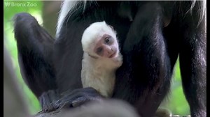Cute, fit and popular: Angolan colobus monkey born at NY zoo