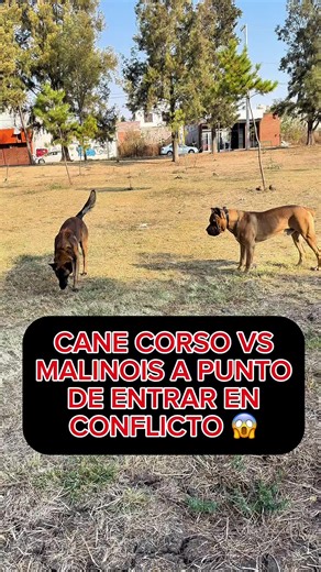 Cane Corso vs Malinois: Un Enfrentamiento Inminente