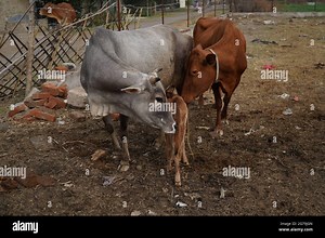Gir or Gyr is one of the principal Zebu breeds originating in India, 4K video. Gir Cow is the best breed of Indian breed cow Stock Photo - Alamy