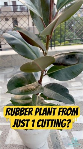 Grow Rubber Plant in Days, Not Months!
