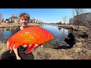 Hunting Schools of GIANT Wild Goldfish in Neighborhood Ponds!