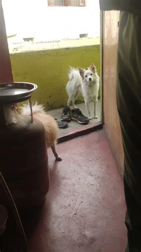 What is a cool name for dogs?What are the 100 names of dogs male?What is a lucky dog name?What's a g