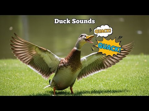 Duck by the Pond 🦆 Relaxing Quack Sounds