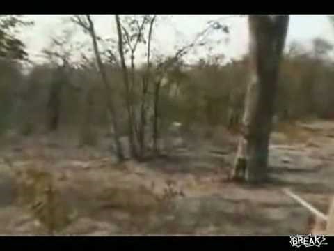 Head Shot on a Charging Lion